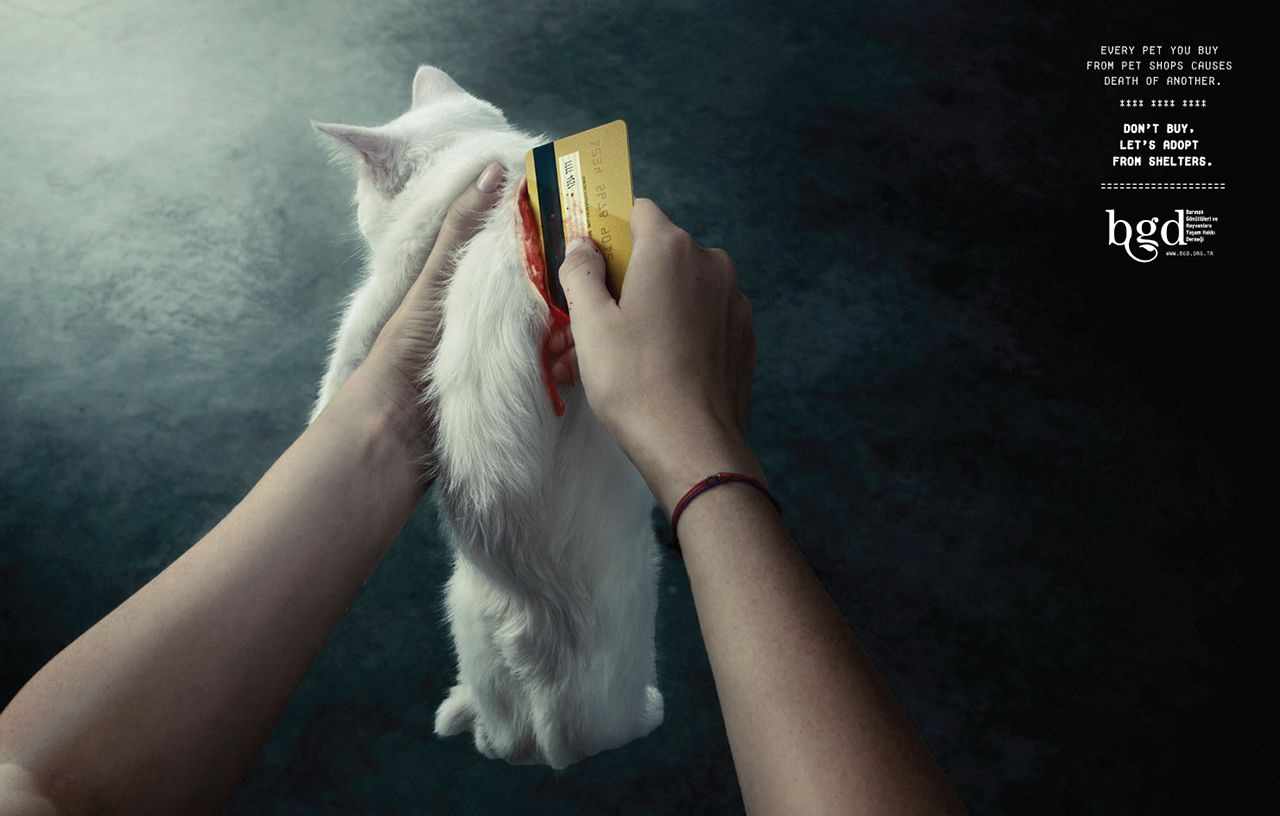 上海廣告設計公司廣告分享——土耳其動物保護協會公益廣告創意設計——貓篇