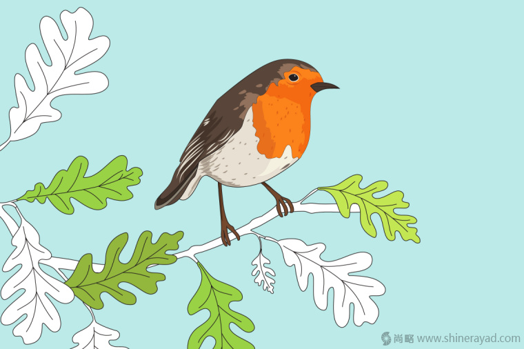 英國鳥類插畫設(shè)計-上海插畫設(shè)計公司-上海品牌設(shè)計公司5