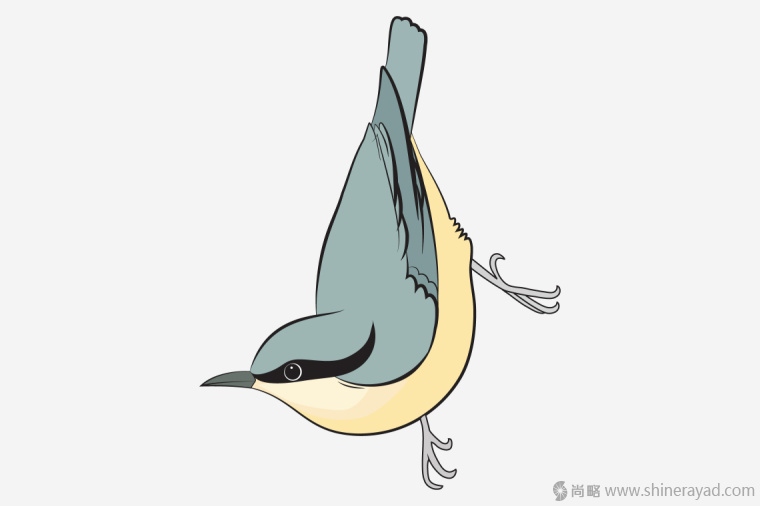 英國鳥類插畫設(shè)計-上海插畫設(shè)計公司-上海品牌設(shè)計公司7