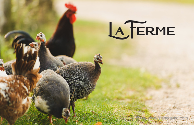 俄羅斯La Ferme珍珠雞與農場標志設計