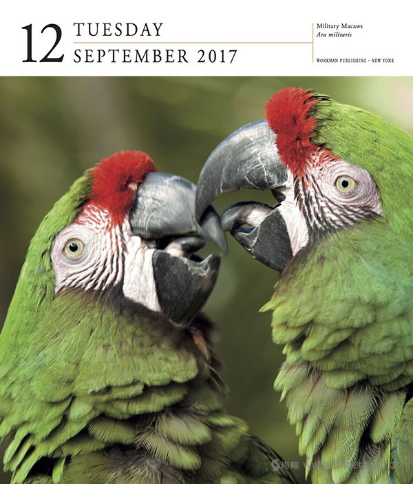 一頁一鳥日歷設計--2017年最佳臺歷設計靈感-上海品牌設計公司-上海平面設計公司
