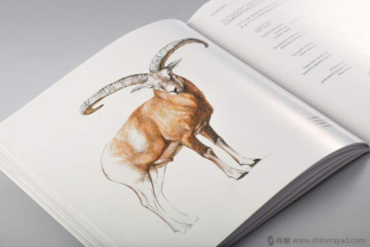 上海畫冊(cè)設(shè)計(jì)公司欣賞拯救瀕臨滅絕動(dòng)物宣傳畫冊(cè)設(shè)計(jì)與動(dòng)物藝術(shù)插畫設(shè)計(jì)12