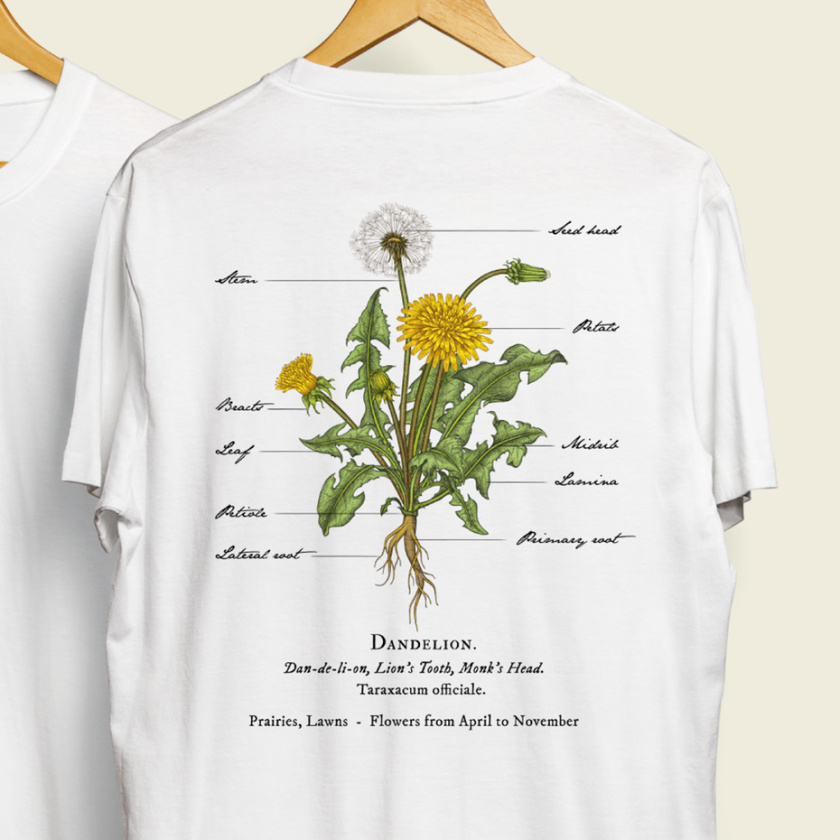 輕插畫設計-蒲公英植物插圖設計