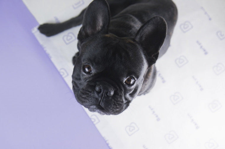 Barkyn 狗糧寵物食品品牌形象設計-logo設計包裝設計，淡雅溫馨風格展現寵物之愛