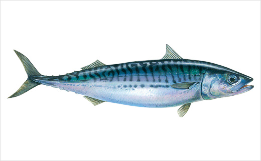 海魚圖片
