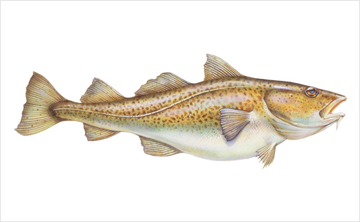 海魚圖片