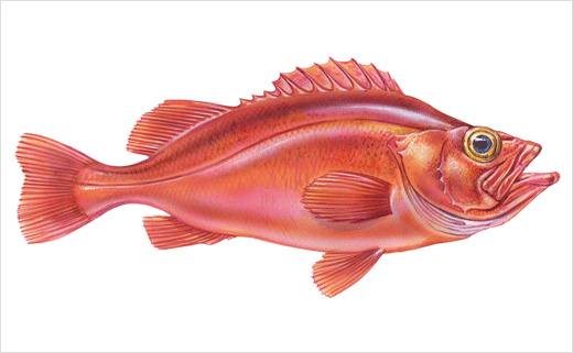 海魚圖片