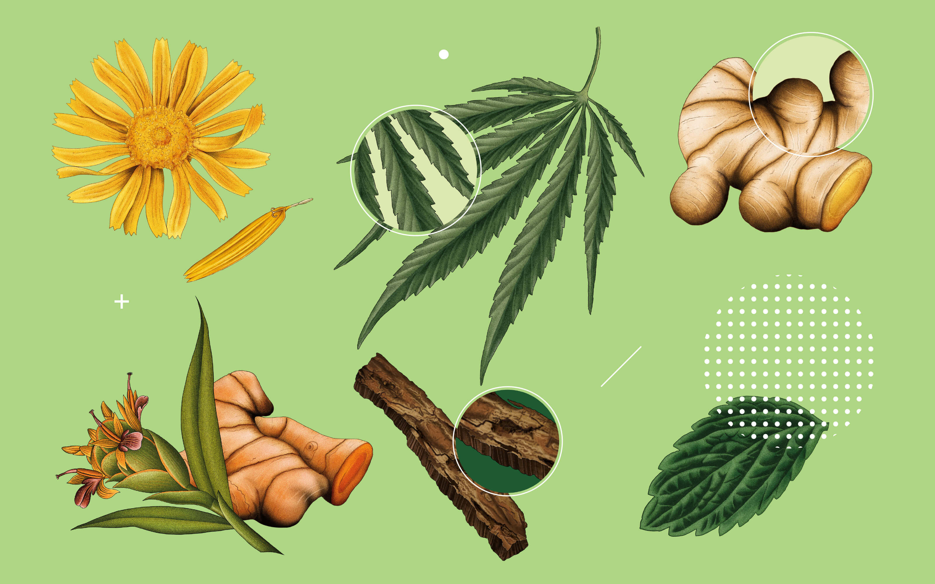 Healist大麻二酚CBD草本保健品藥品包裝設(shè)計(jì)，自然植物與現(xiàn)代科學(xué)的平衡
