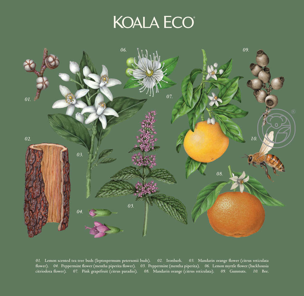 koala 植物精油綠色禮盒包裝設(shè)計，自然精致的植物花卉昆蟲插畫