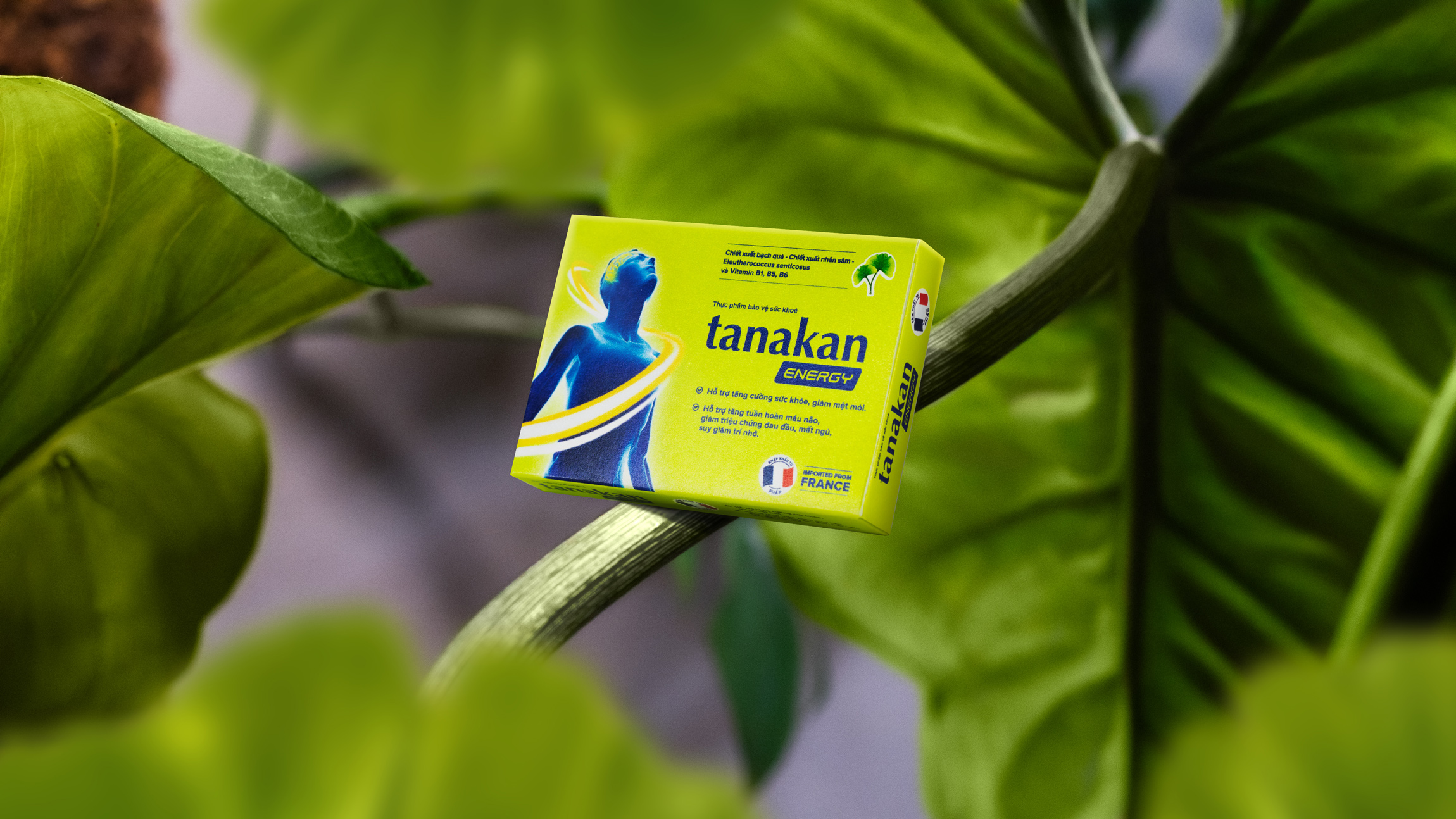 Tanakan 銀杏葉刺五加心腦健康藥品保健品包裝設計